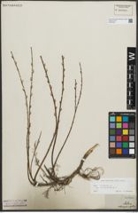 Foto von Salix repens subsp. incubacea (L.) A. Neumann